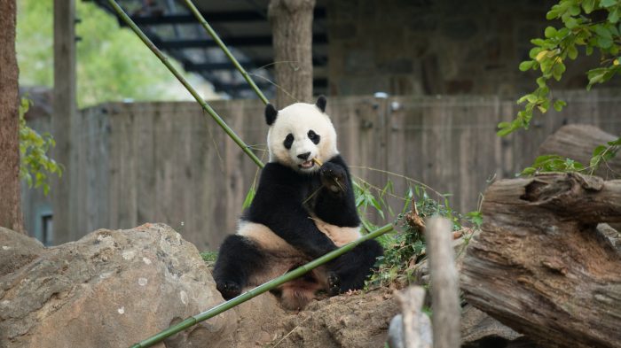 Bao Bao sitting on a rock eating bamboo