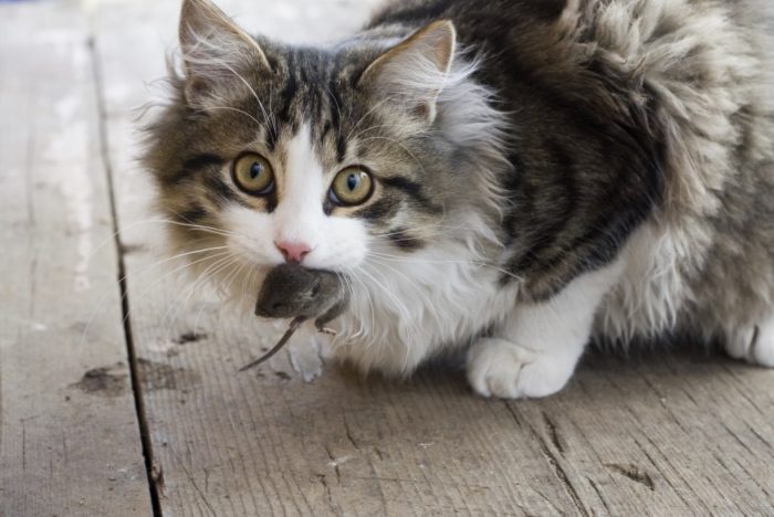 Cat with mouse in its mouth