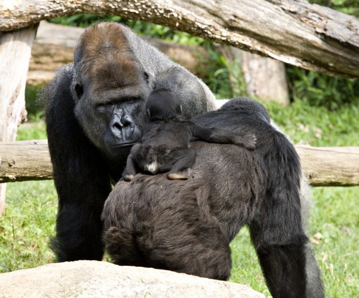 Male gorilla scrutinizes infant on her mother's back