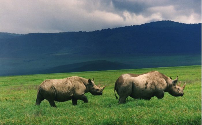 Two rhinos on green plain with mountains in background