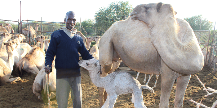 Man amidst camel herd with newborn calf