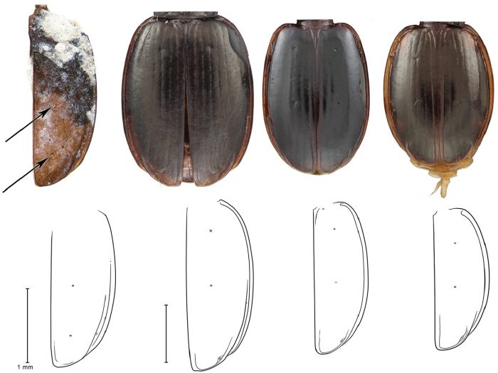 photo and drawings comparing beetles side-by-side