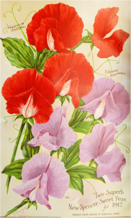 colorful ad featuring sweet pea flowers