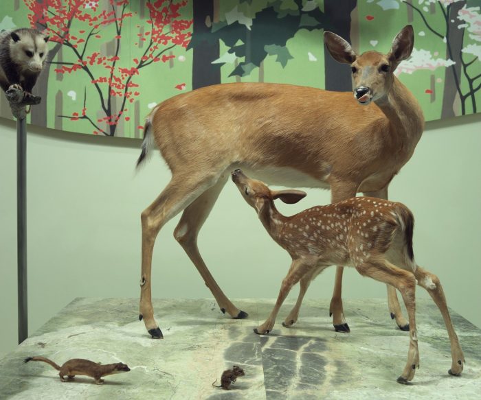 Taxidermy deer with mouse and weasel