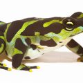 Green and black frog on white background