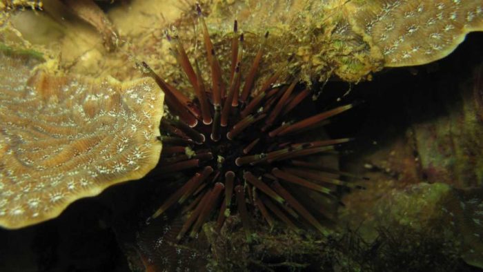 Sea urchin on coral