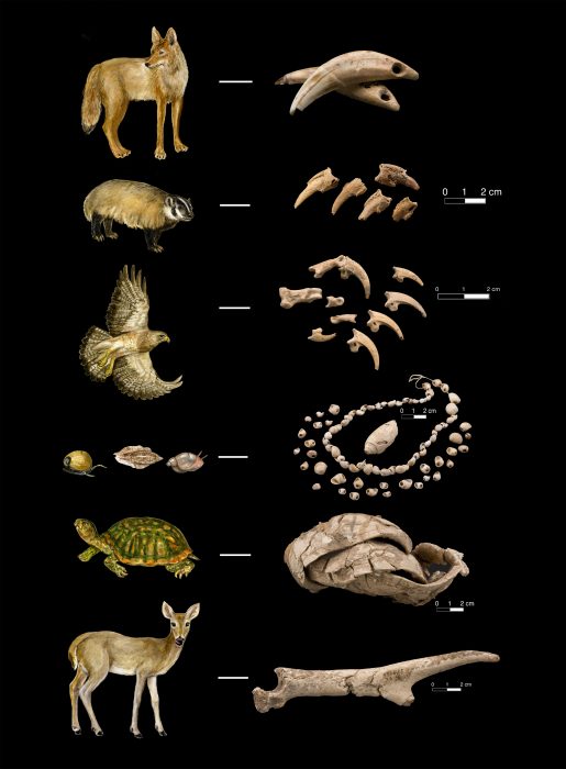 photos of animals and shells