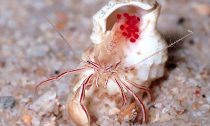 Small,candy-striped crab