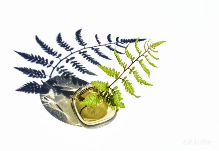 enhanced photo of fern frond in jar