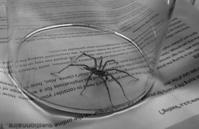 Photo of spider caught under glass