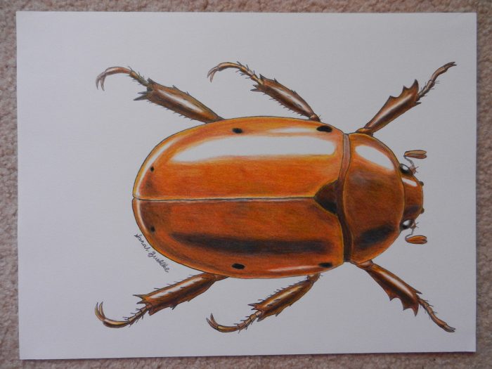 Colored pencil drawing of beetle