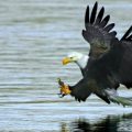 Eagle capture in mid flight inches from water