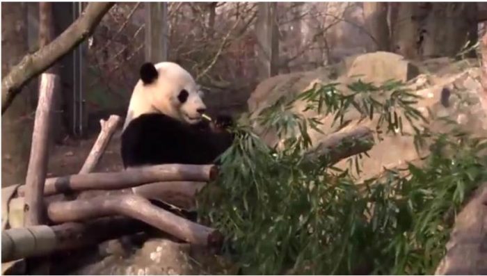 Bao Bao eating bamboo