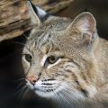 Close-up of female bobcat