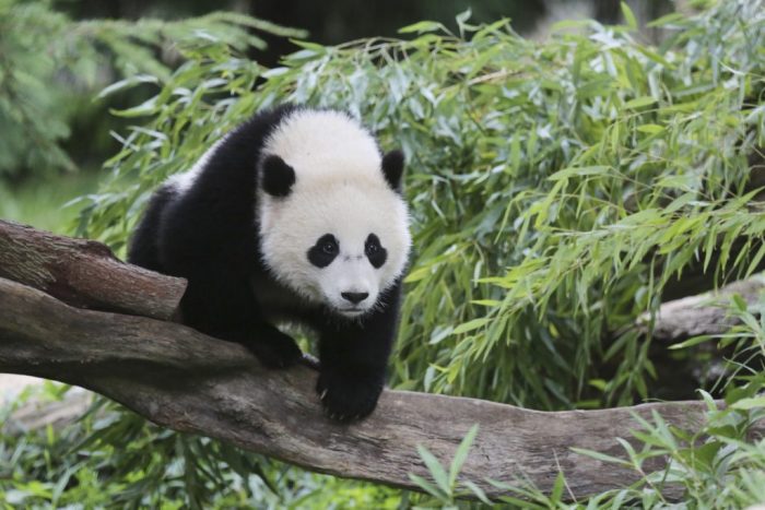 Bao Bao climbing on branch