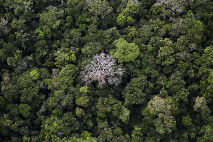 Forest canopy as seen from above