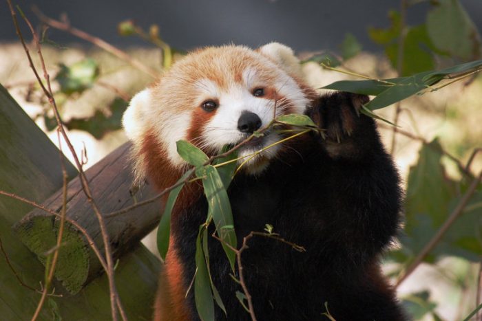 Close up of red panda