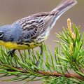 Kirtland's warbler on pine branch