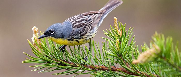 Keeping track of Kirtland’s warbler