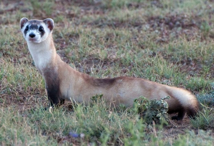 Ferret looking at camera