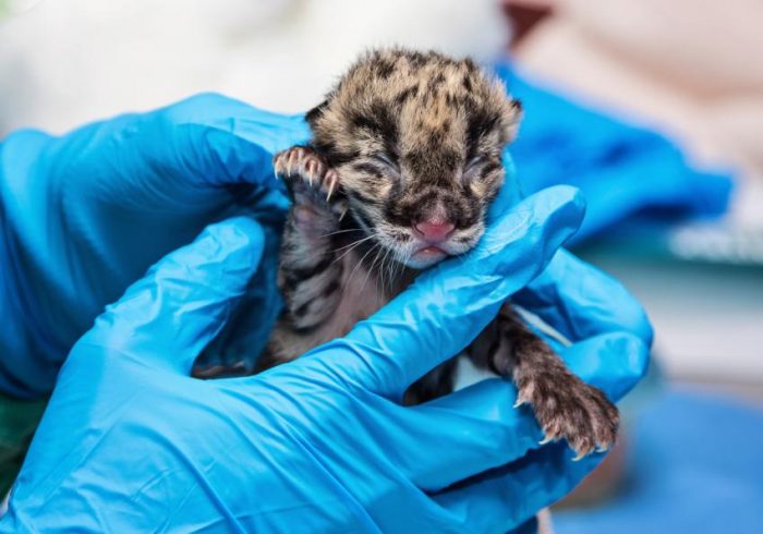 tiny cub held by vet wearing blue gloves