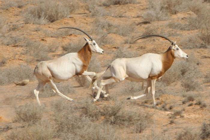 Two scimitar-horned oryx running across desert landscape
