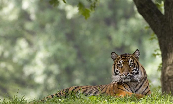 Tiger lying in grass gazes at the camera