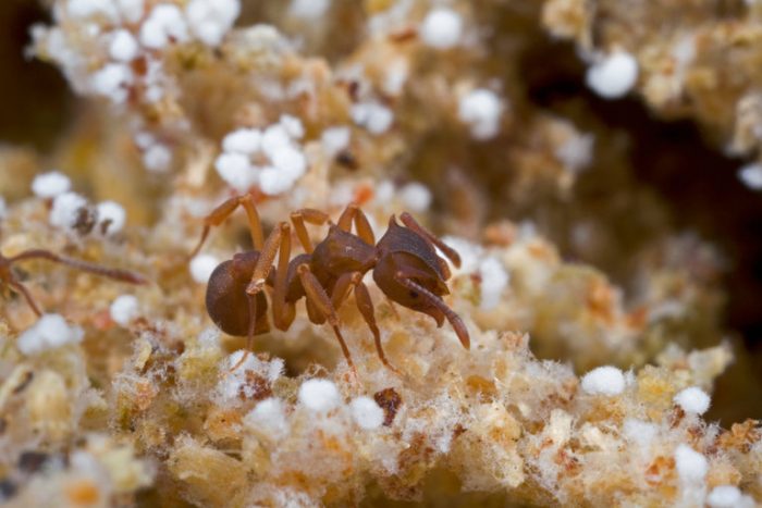 Close-up of fungus-farming ant