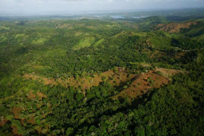 Aerial view of second growth forest with bare spots