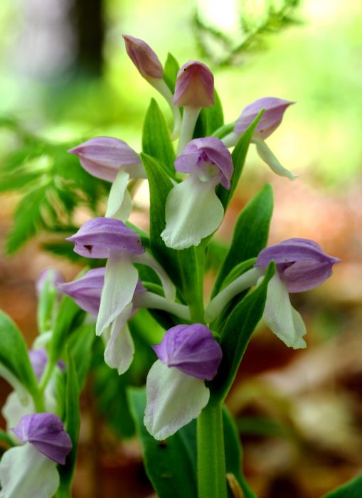 Close up of wild purple and white orchid