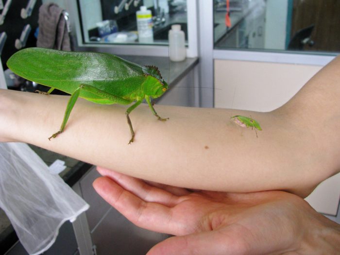 Two katydids, one enormous, one small, perched on human forearm