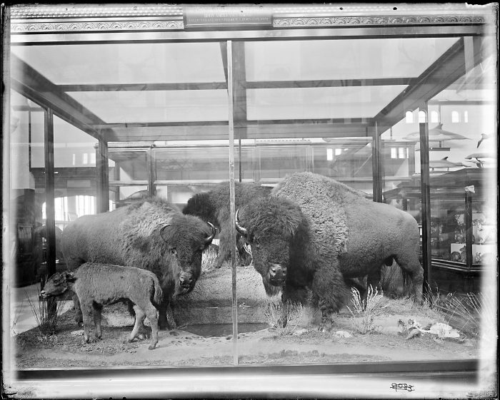 Display case with group of four taxidermy bison