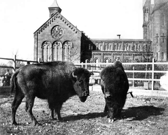 Two bison in paddock, Castle visible in background