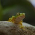 Screenshot of small green and yellow frog on leaf
