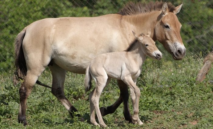 Horse and colt at Conservation Biology Institute in Virginia