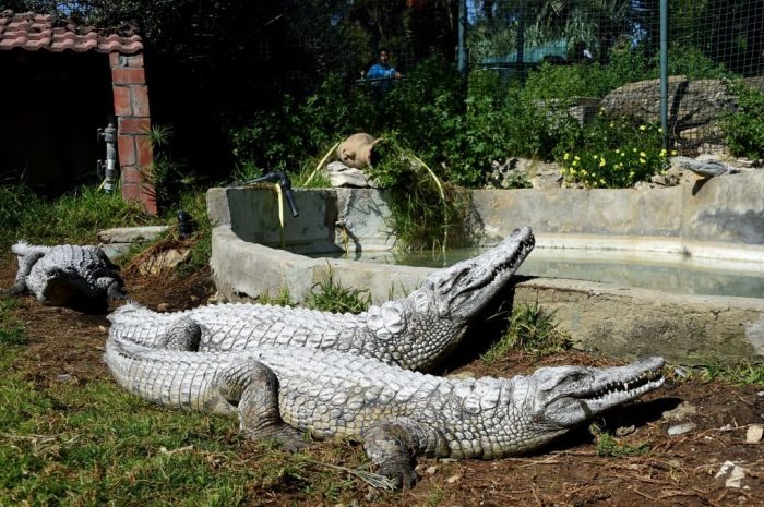 Two crocodiles in enclosure