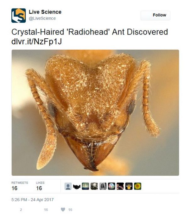 Twitter screenshot of Radiohead ant 