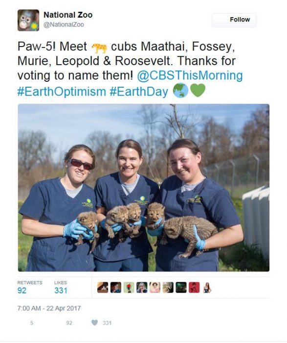 Twitter screenshot showing keepers holding five cheetah cubs