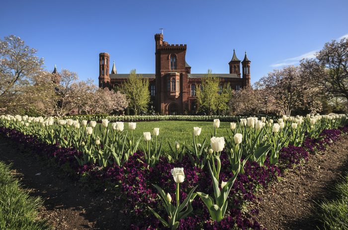 View of blooming tulips with Castle in background