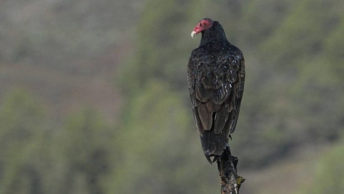 Vulture perched on branch