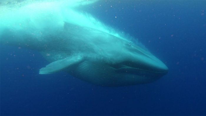 screen shot of blue whale