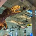 exhibition gallery featuring dinosaur models and aircraft