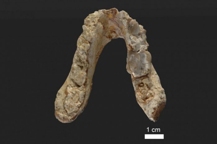 fossil jawbone