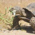 tortoise snacking on thistle