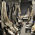 whale skulls stacked upright in warehouse