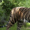 Cropped imageof Sumatran tiger Dumai