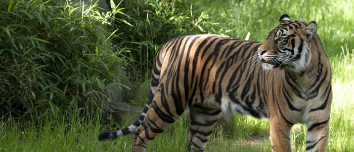 Another success story for the Sumatran tiger
