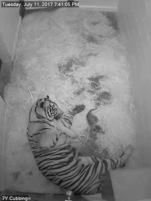 black and white screenshot of Damai and cub in den