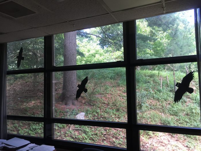 Window with owl silhouettes