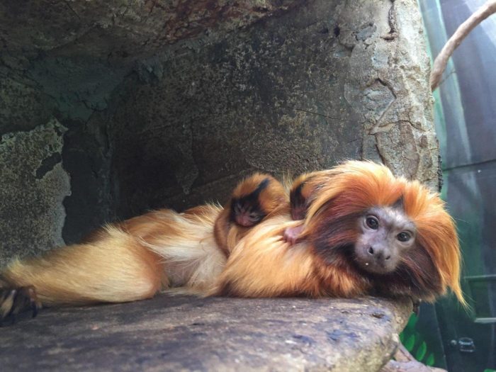 Golden lion tamarin mother and infant